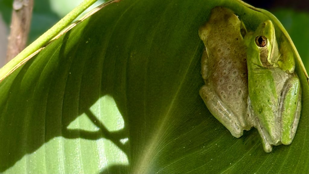 Two cuban tree frogs tucked into a large green bird-of-paradise leaf.