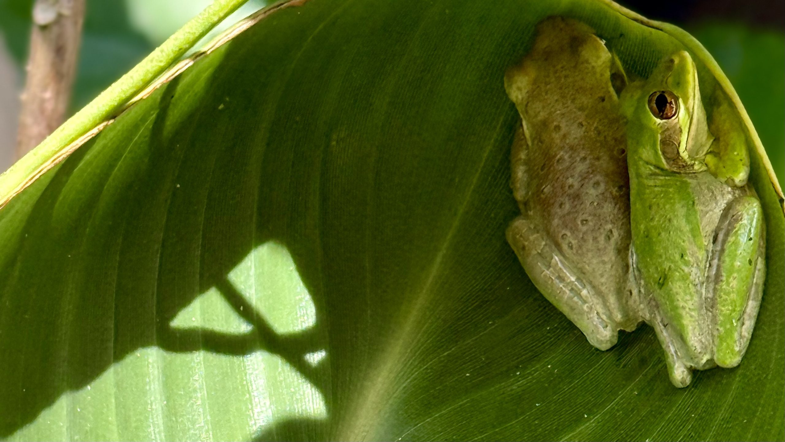 Two cuban tree frogs tucked into a large green bird-of-paradise leaf.